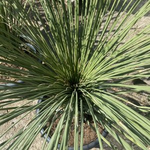 Dasylirion Longissimum, výška: 80+ cm, kont. C15L (-12°C)